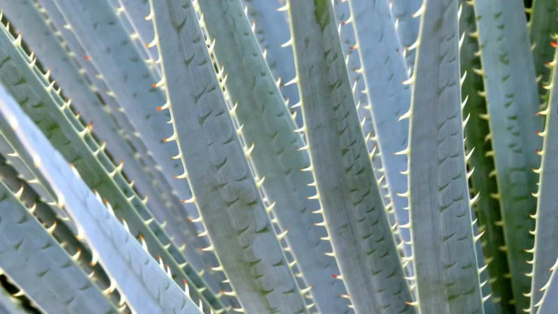 Dormeo Aloe Vera Plus Memory 90×200