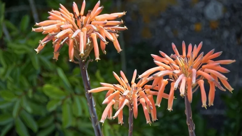 FDM ATINA ALOE 160×200