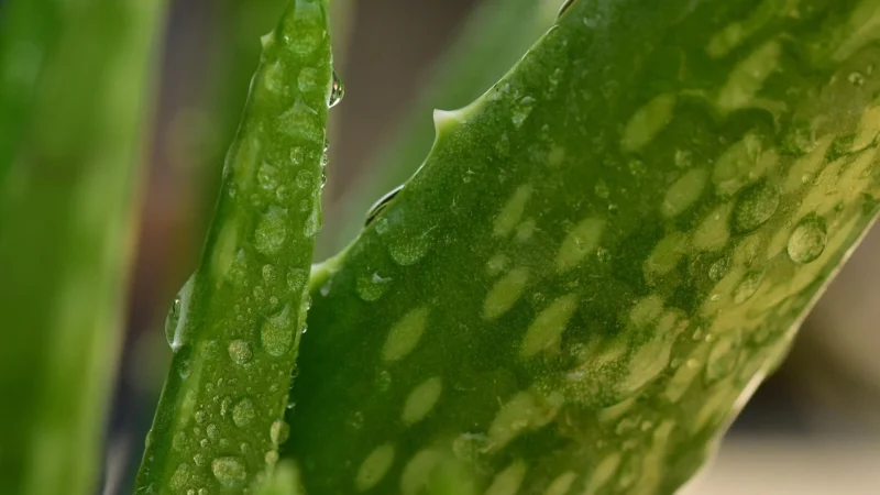 FDM ATINA ALOE 180×200