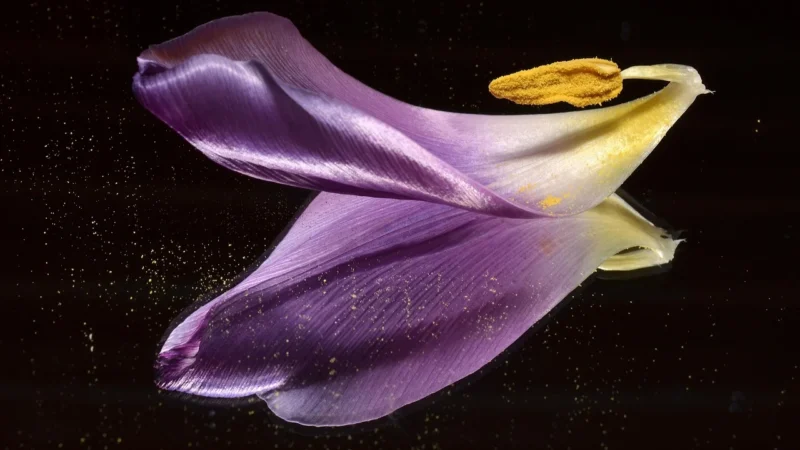 LUSTRO PEEK INTO COSMOS ROZMIAR M, BOLD MONKEY