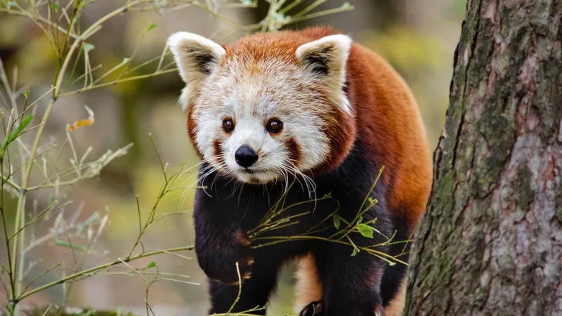 LUSTRO ŚCIENNE DLA DZIECI PANDA