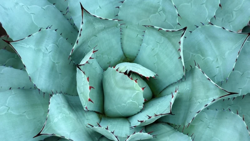 Materasso Aloe Therapy 160X200