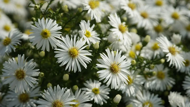 NDPhome Aster 120×190