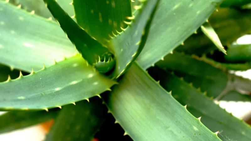 Perdormire Materac Aloe Vera Bio Visco 3.0, 160X200 cm