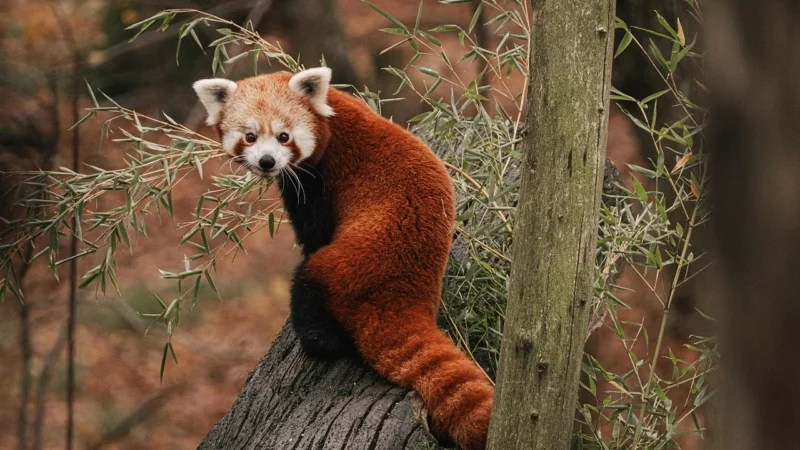 Recticel Panda Hybrid 160×200