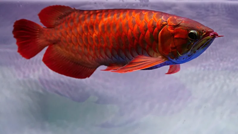 Sapho Arowana Lustro W Ramie 1200X600Mm Czarny Mat Awb1260 20810