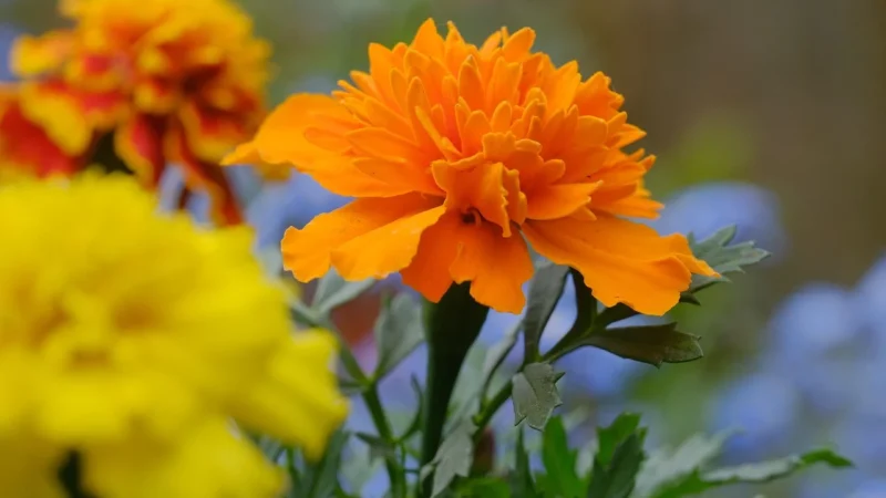 Sembella Marigold 160X200