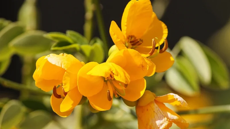 Senna Cube Materac Kieszeniowy Sprężynowy 180X200