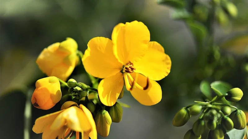 Senna Massage Materac Wysokoelastyczny Piankowy 180X200