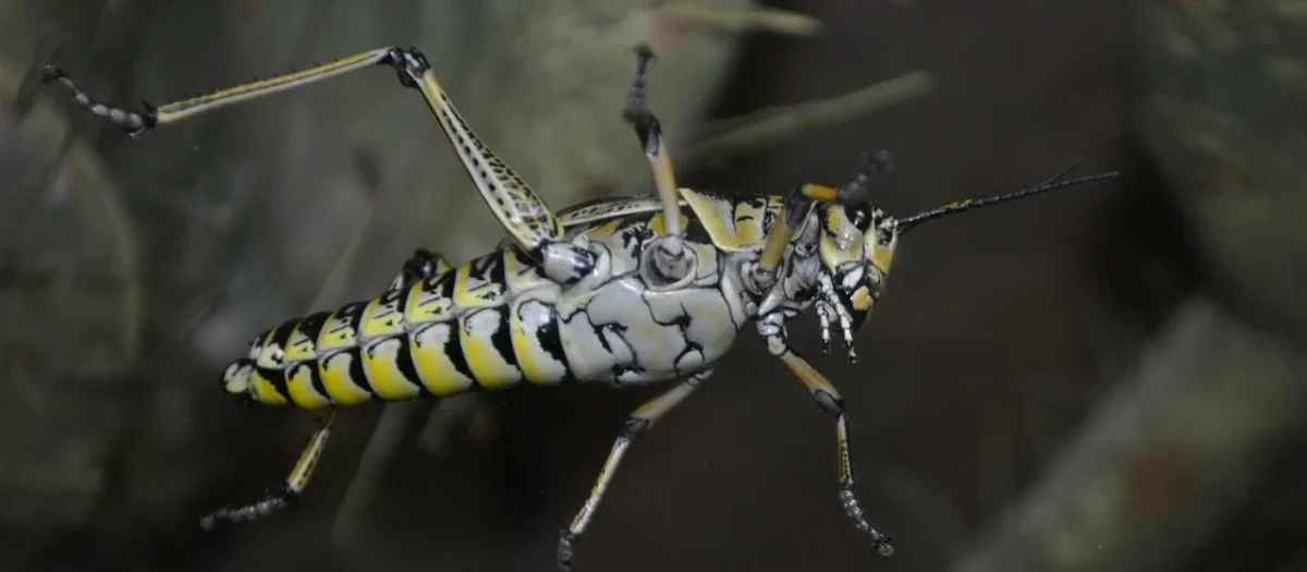 Zamówienie moskitier na wymiar we Wrocławiu – jak chronić się przed insektami w domu