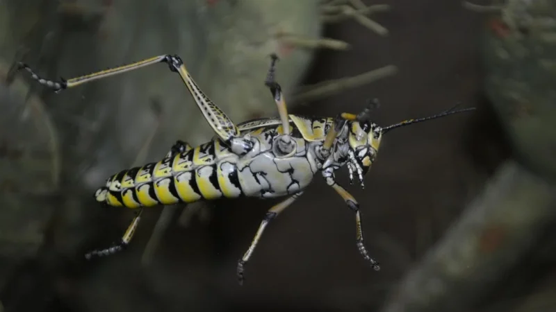 Zamówienie moskitier na wymiar we Wrocławiu – jak chronić się przed insektami w domu